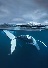 致爱丽丝钢琴曲作者